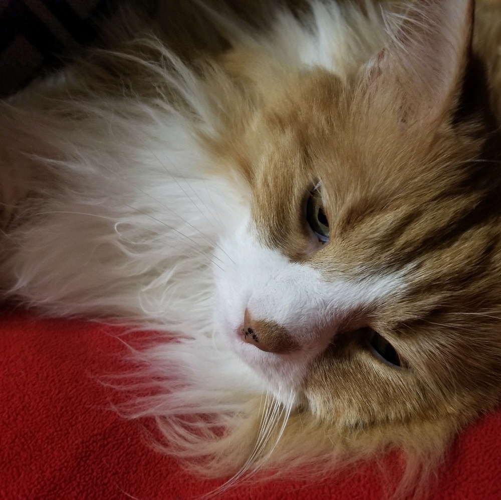 Meet your Posher, Susan